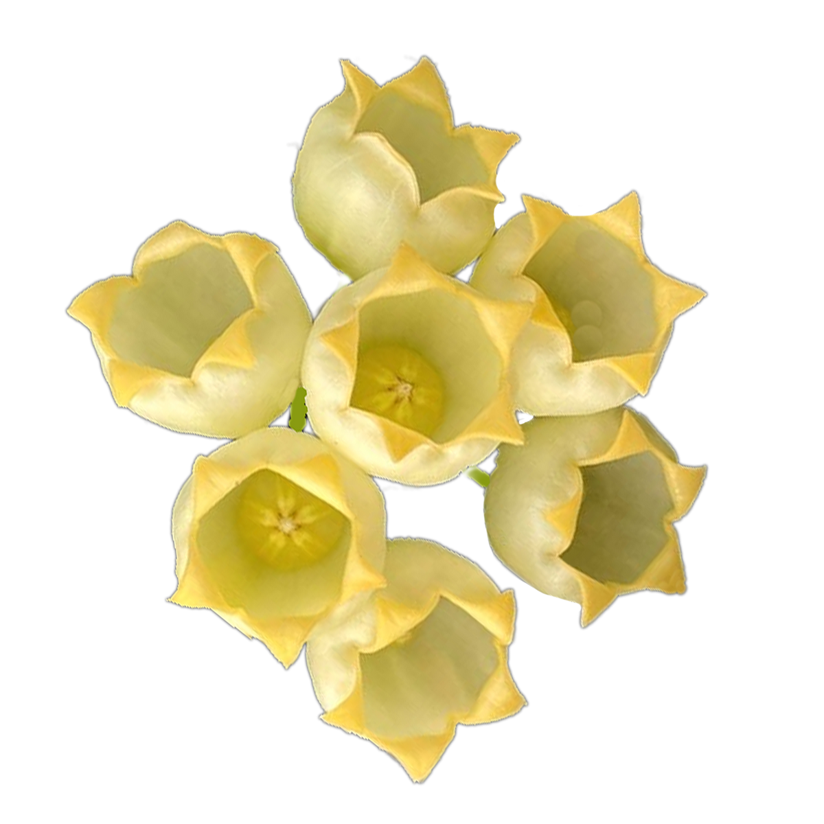 Pale yellow cup-shaped flowers of Hoya inflata H249.