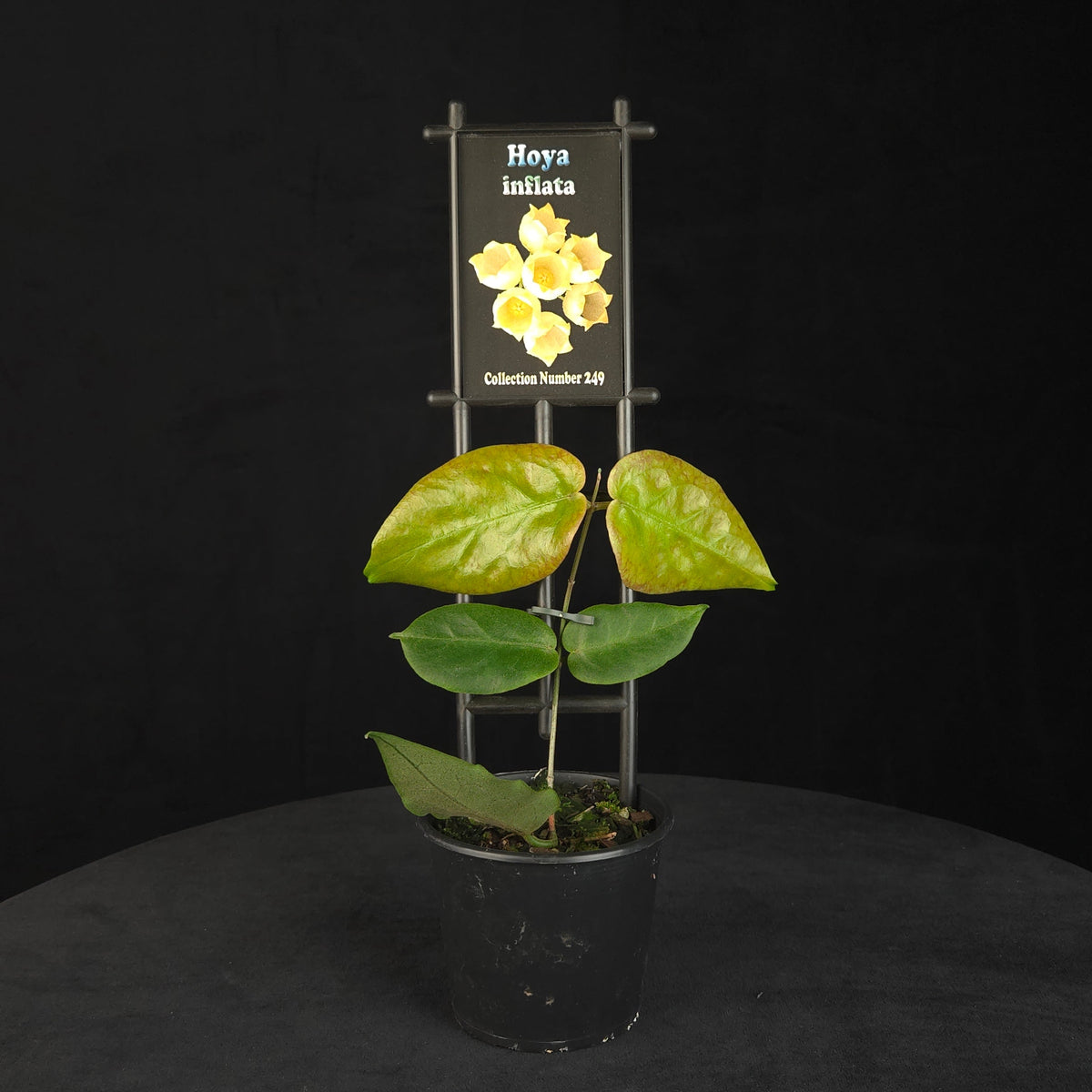 Hoya inflata H249 potted plant growing on a black trellis.