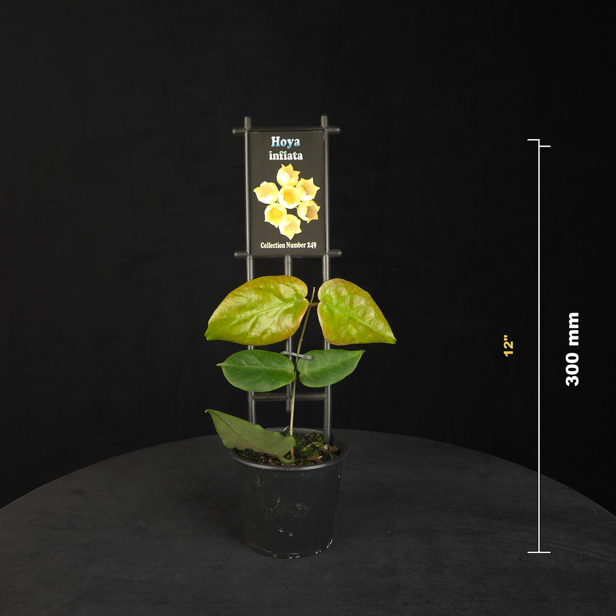 Hoya inflata H249 potted plant shown with size reference.