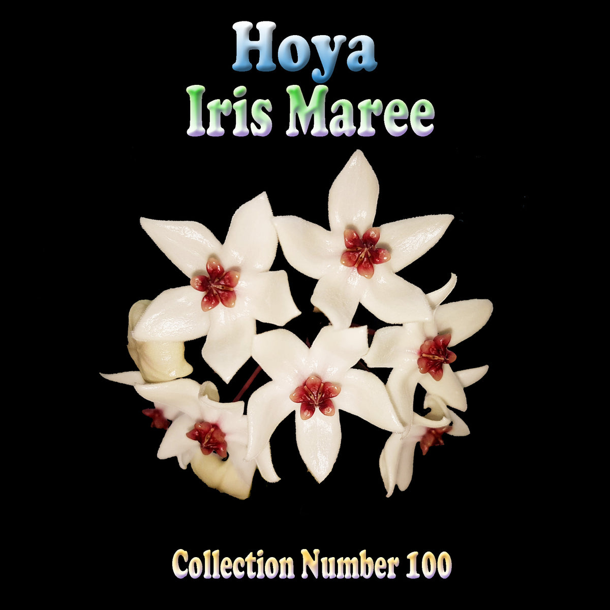 Hoya Iris Maree H100 flower cluster feature image