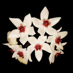 Hoya Iris Maree H100 cream star-shaped flowers with dark red centres
