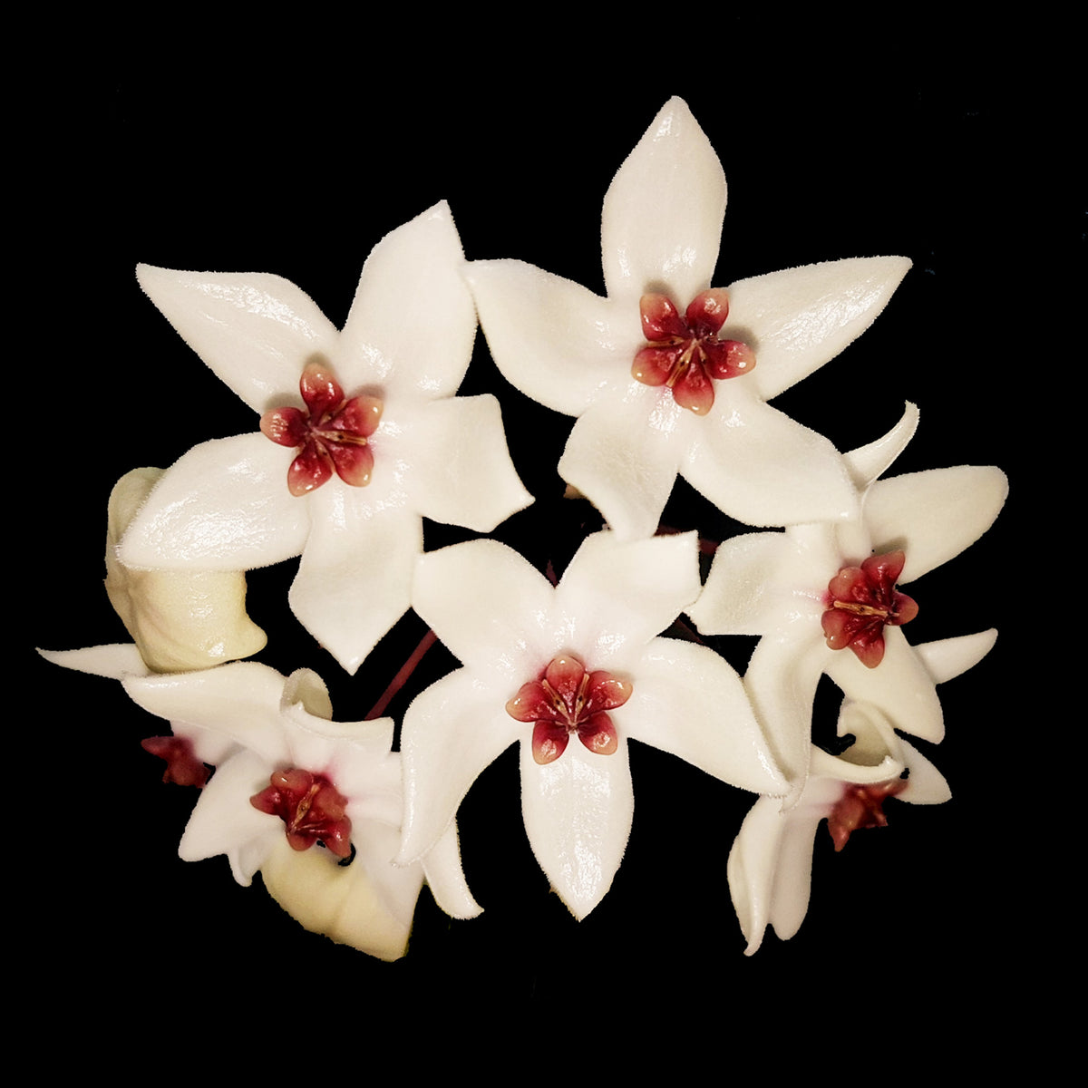 Hoya Iris Maree H100 cream star-shaped flowers with dark red centres