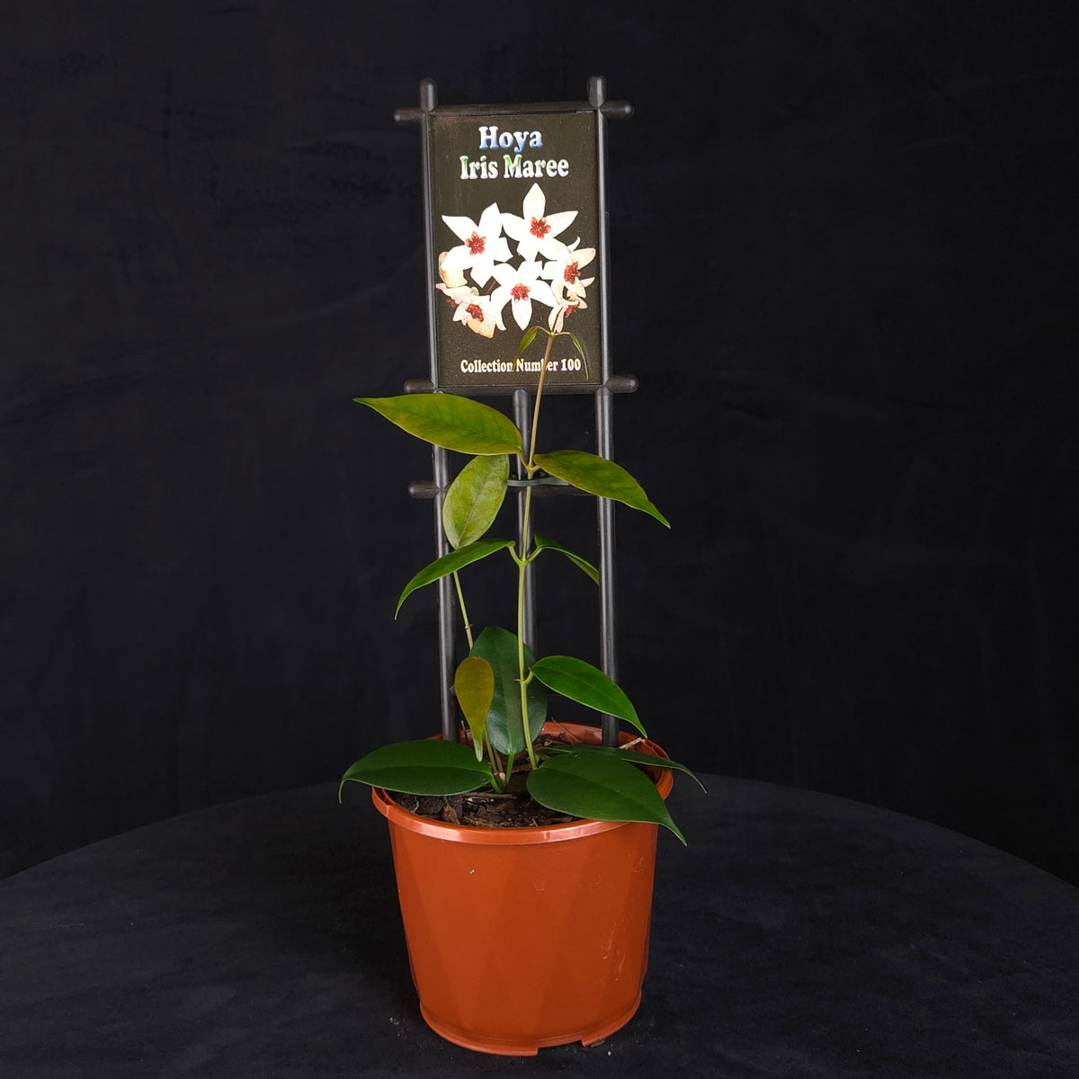 Hoya Iris Maree H100 potted plant with climbing foliage