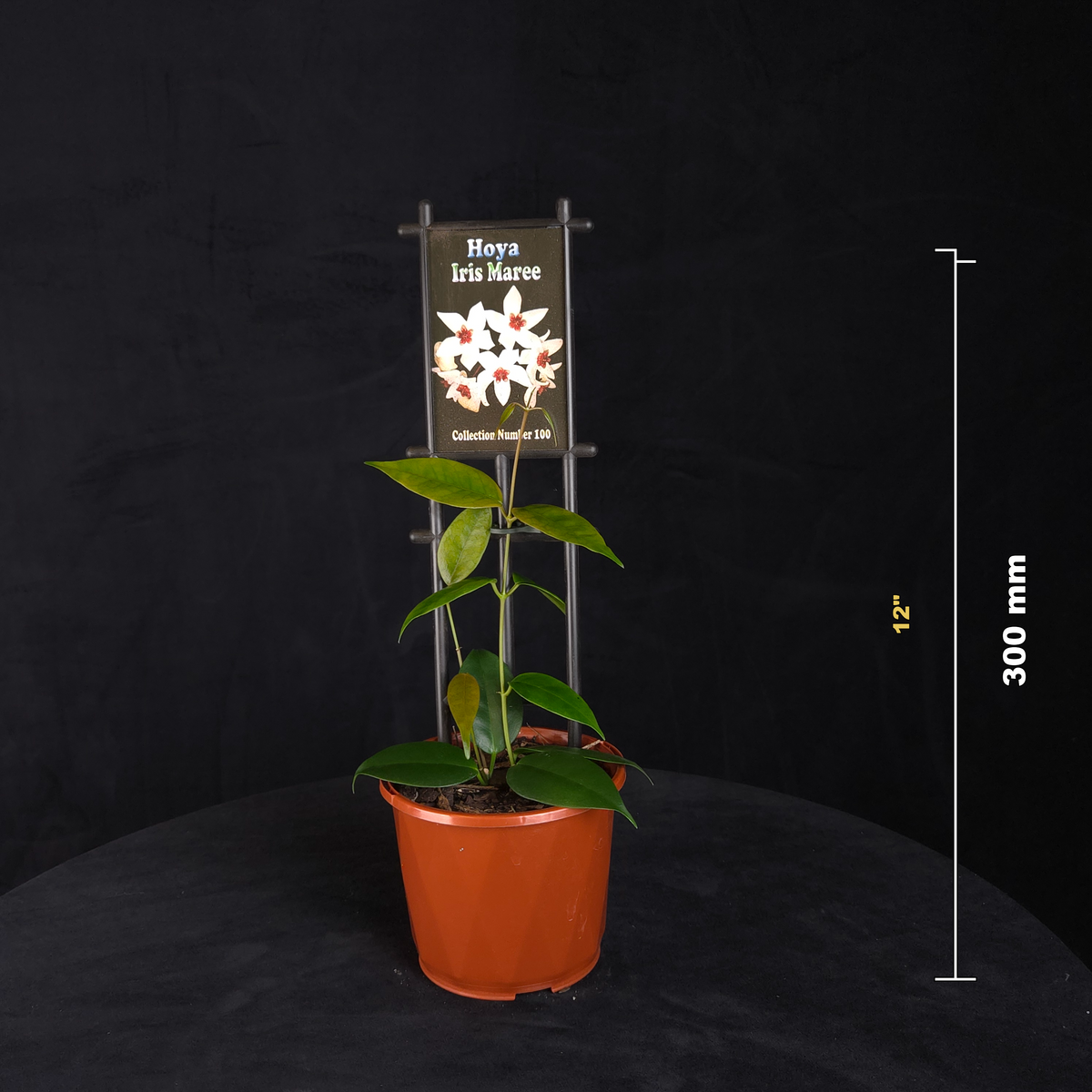 Hoya Iris Maree H100 potted plant shown with size reference