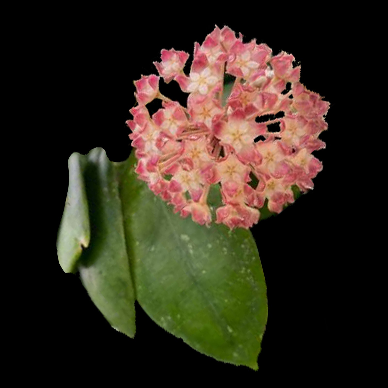 hoya juannguoiana flowers and plant