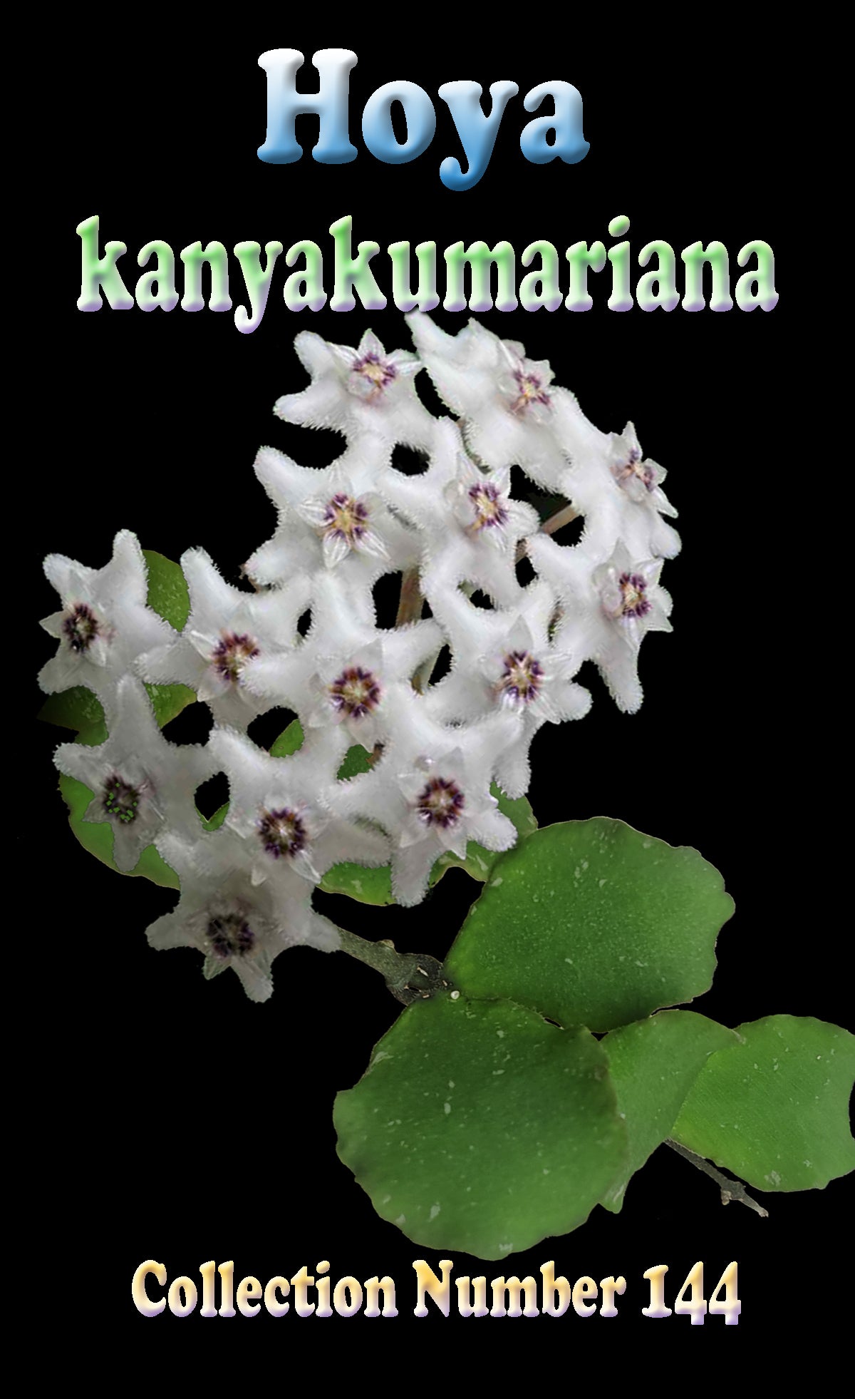 Hoya kanyakumariana H144 showing white flower cluster and rounded leaves