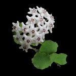 Hoya kanyakumariana H144 with white flowers and green foliage