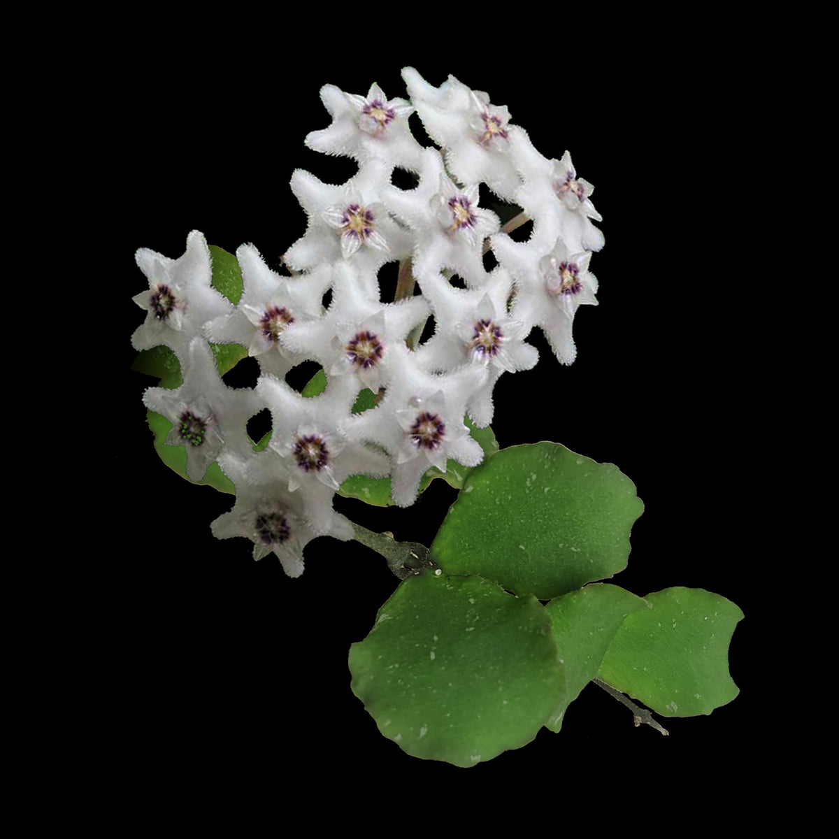 Hoya kanyakumariana H144 with white flowers and green foliage