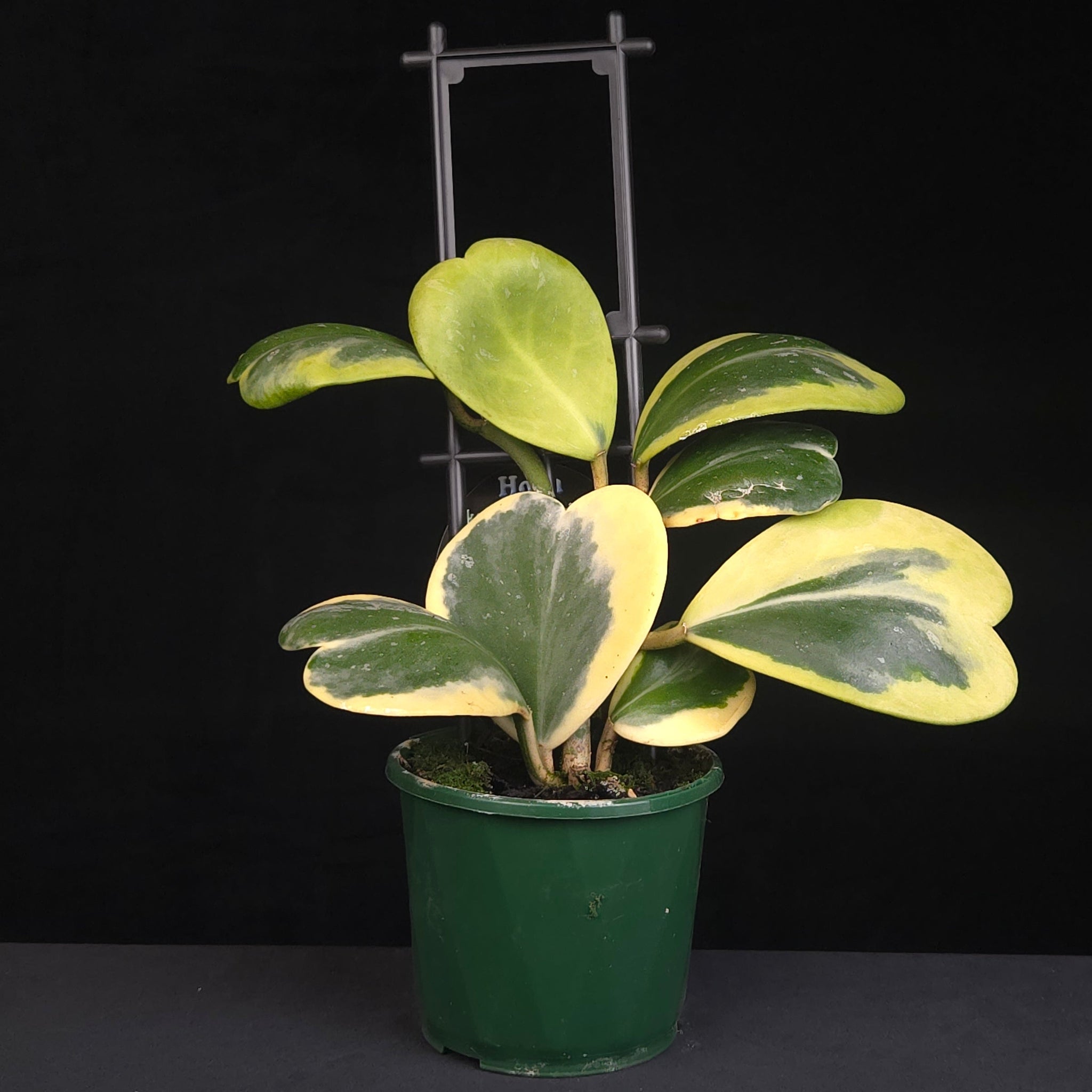 Hoya kerrii albomarginata H084 growing in green nursery pot