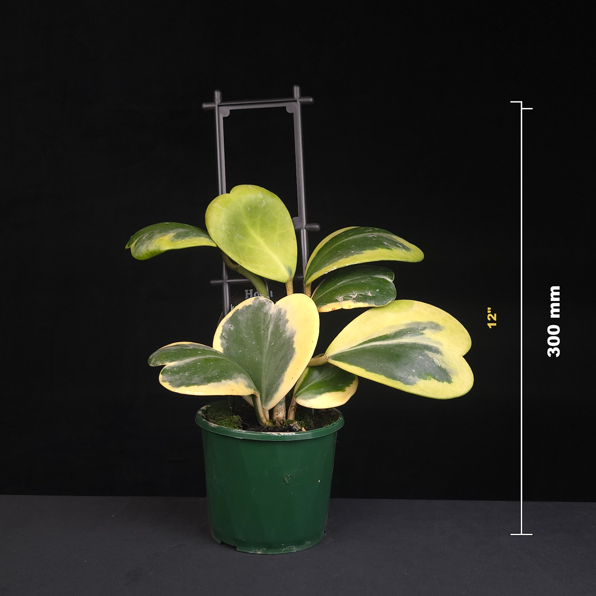 Hoya kerrii albomarginata H084 potted plant shown with size reference
