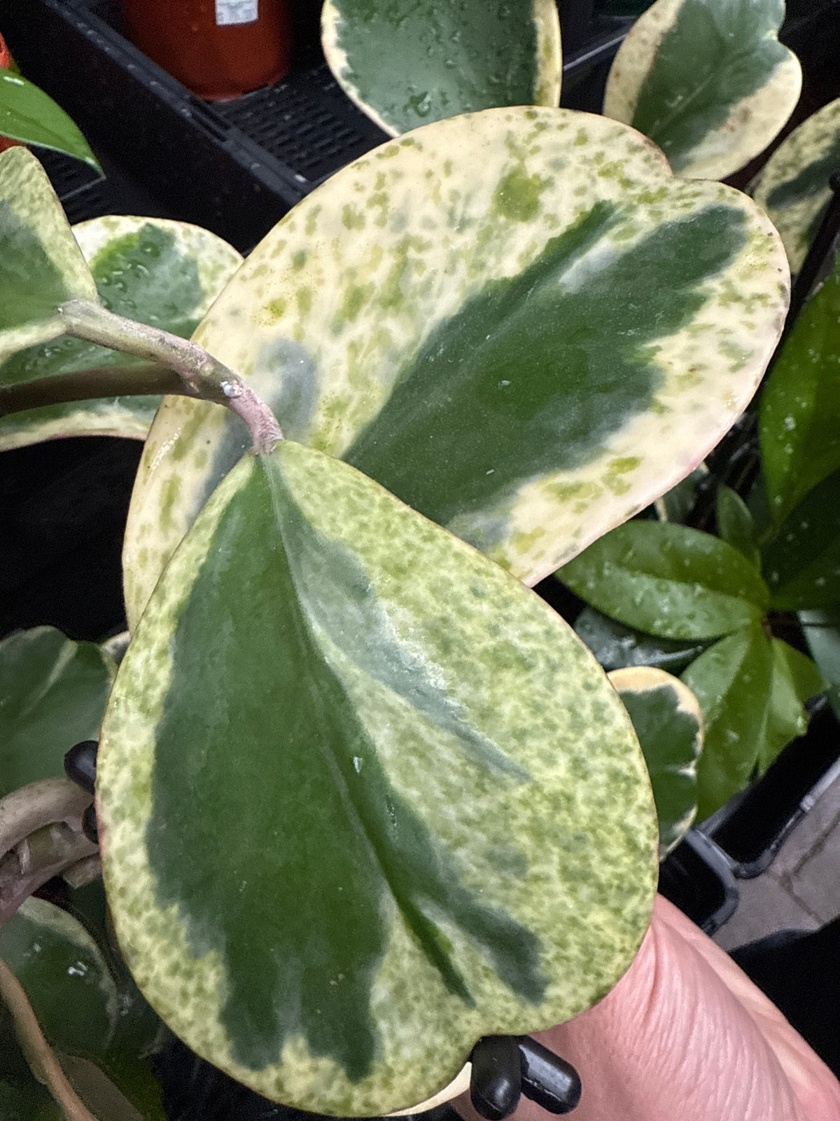 Variegated heart-shaped foliage of Hoya kerrii albomarginata ‘Speckle’ H234.