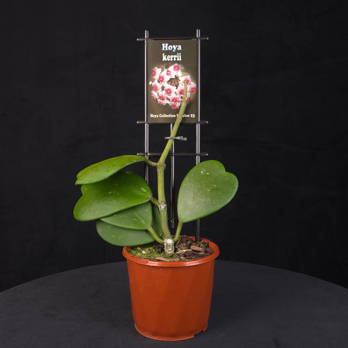 Hoya kerrii 'Heart Hoya' H023 potted plant with heart-shaped foliage