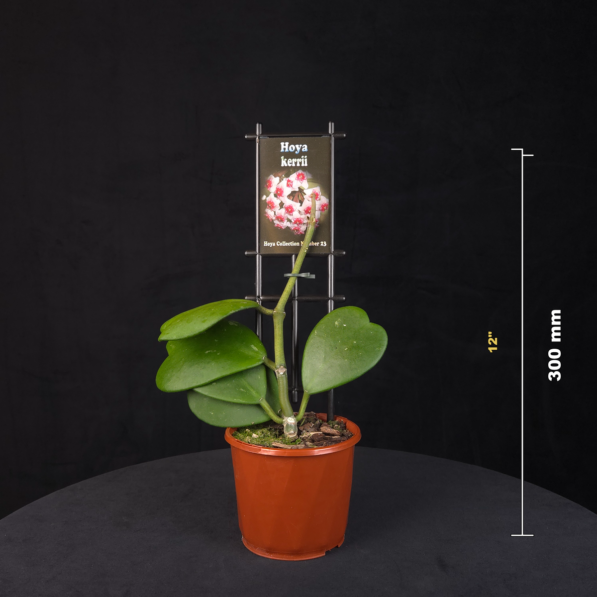Hoya kerrii 'Heart Hoya' H023 potted plant shown with size reference