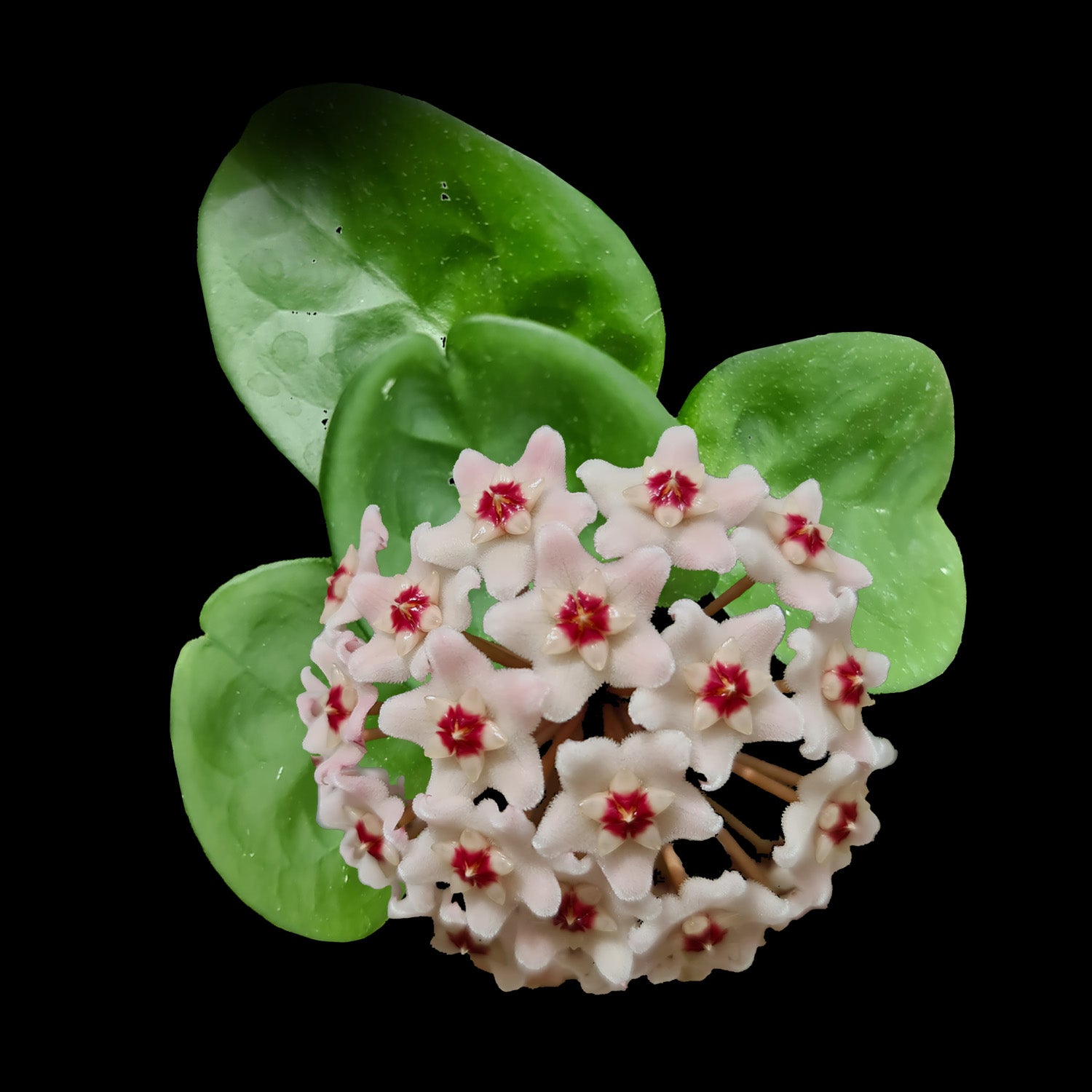 hoya krinkle giant flower