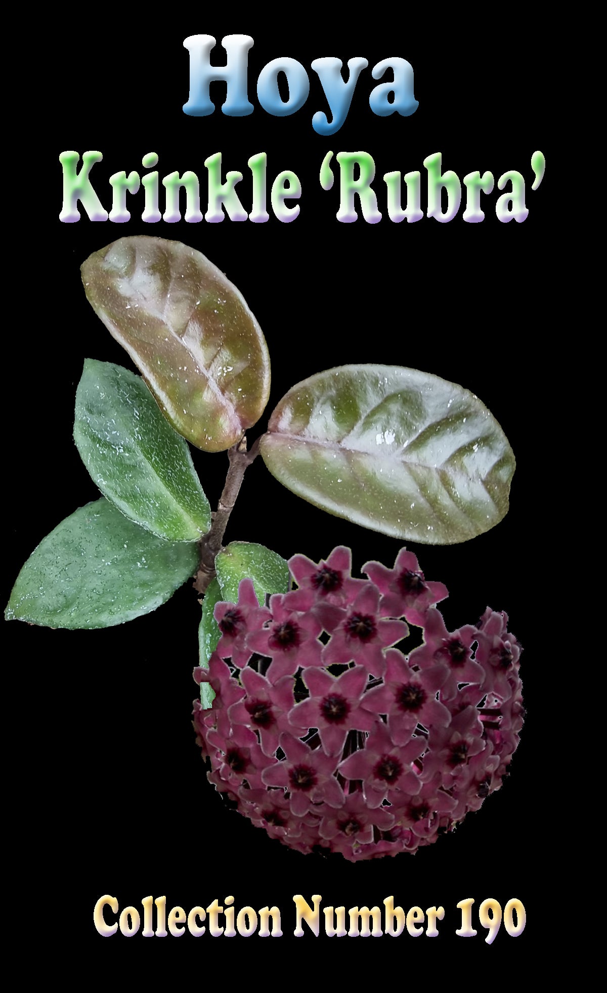 Hoya krinkle 'Rubra' H190 feature image with flowers and foliage