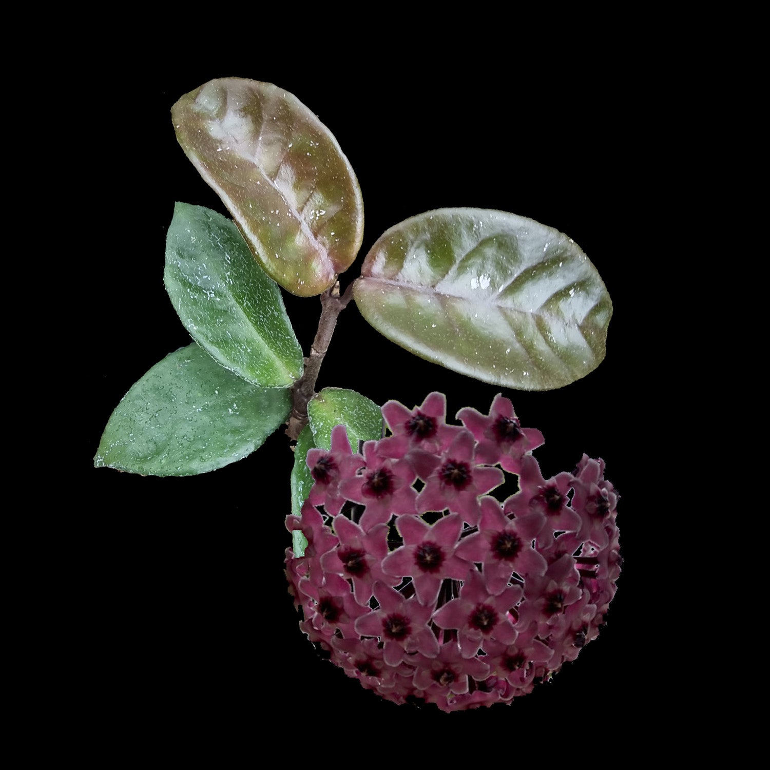 Hoya krinkle 'Rubra' H190 with pink flower cluster and foliage