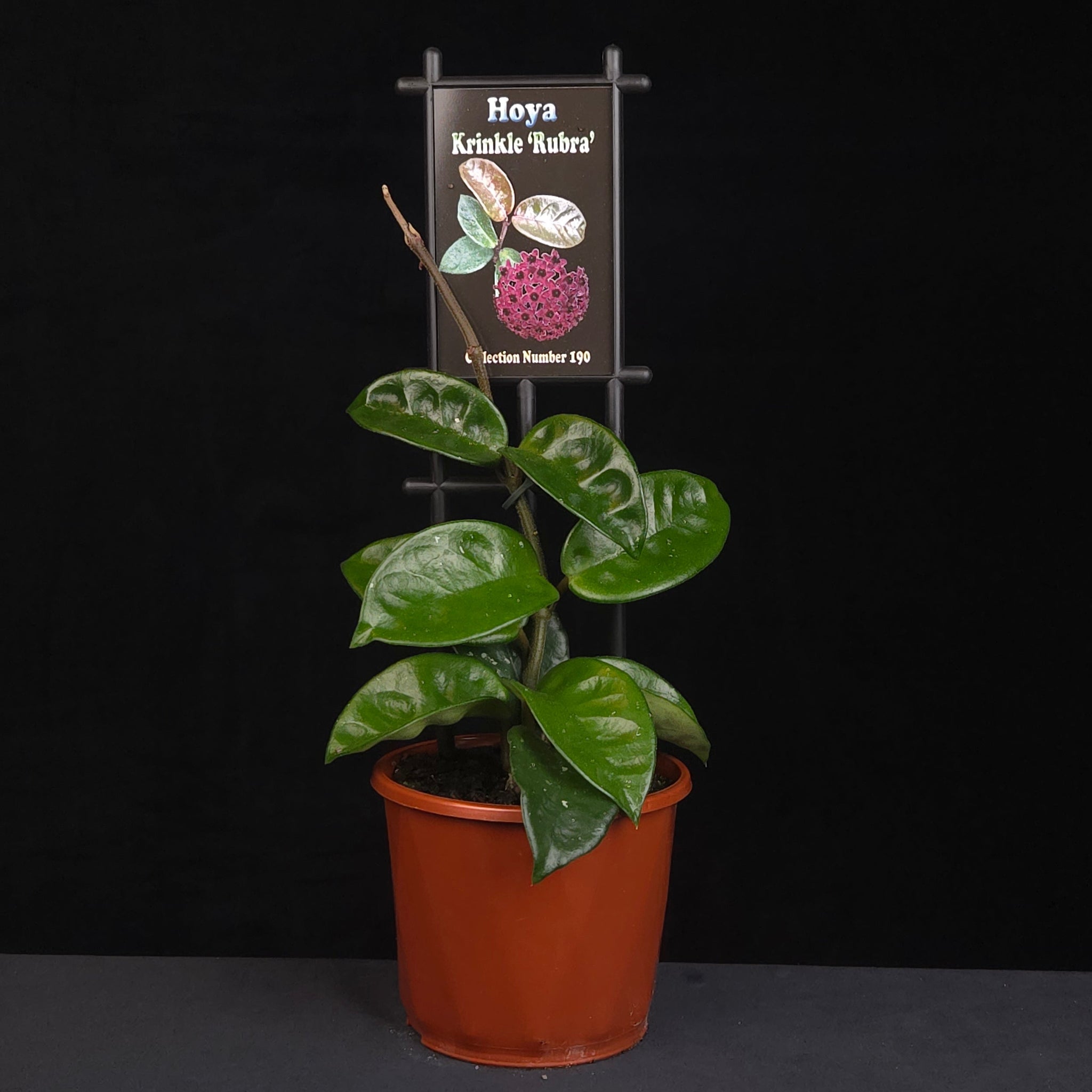 Hoya krinkle 'Rubra' H190 growing in nursery pot