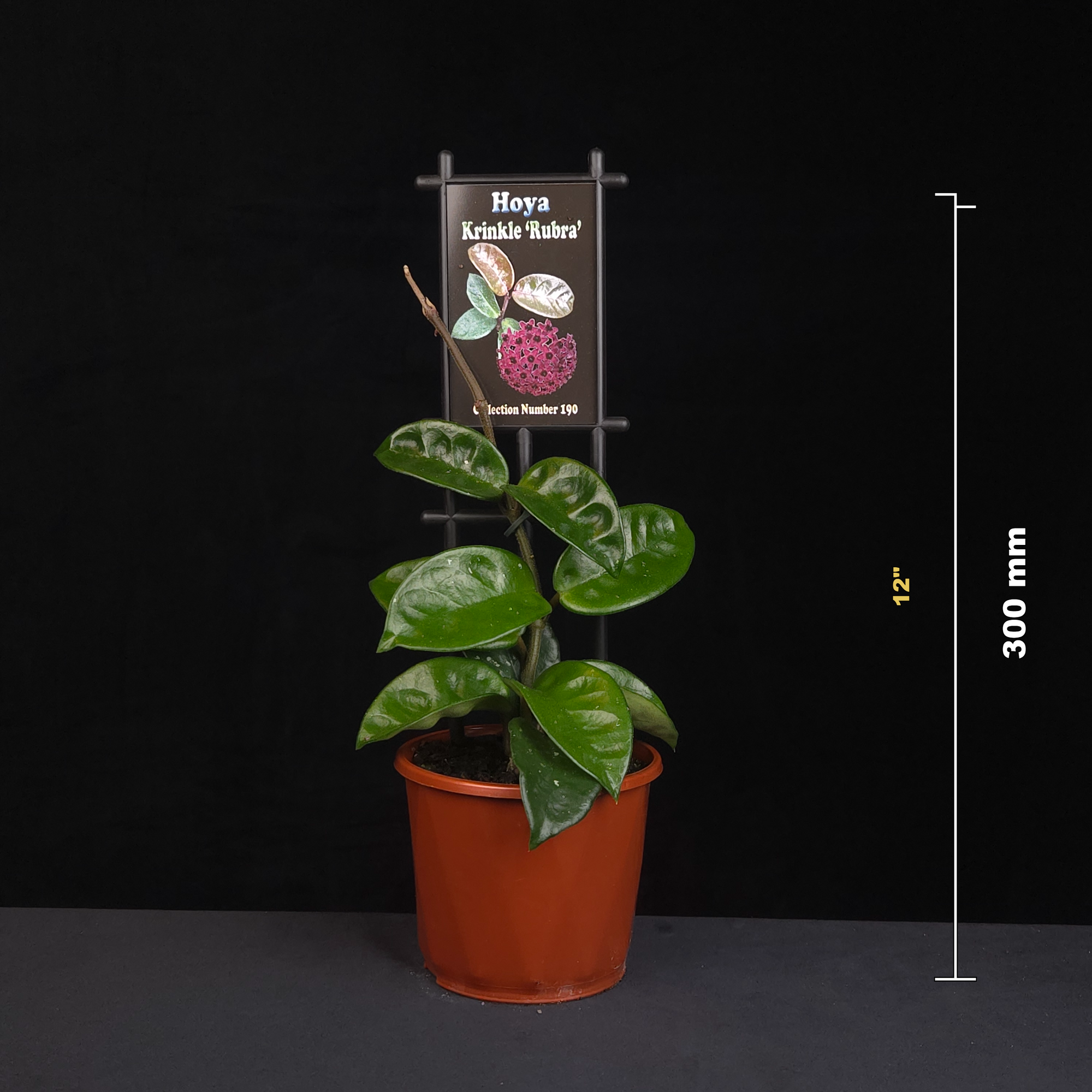 Hoya krinkle 'Rubra' H190 potted plant shown with size reference