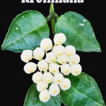 Hoya krohniana H153 foliage and white flower cluster feature image