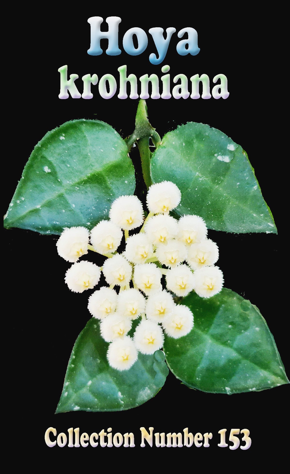 Hoya krohniana H153 foliage and white flower cluster feature image