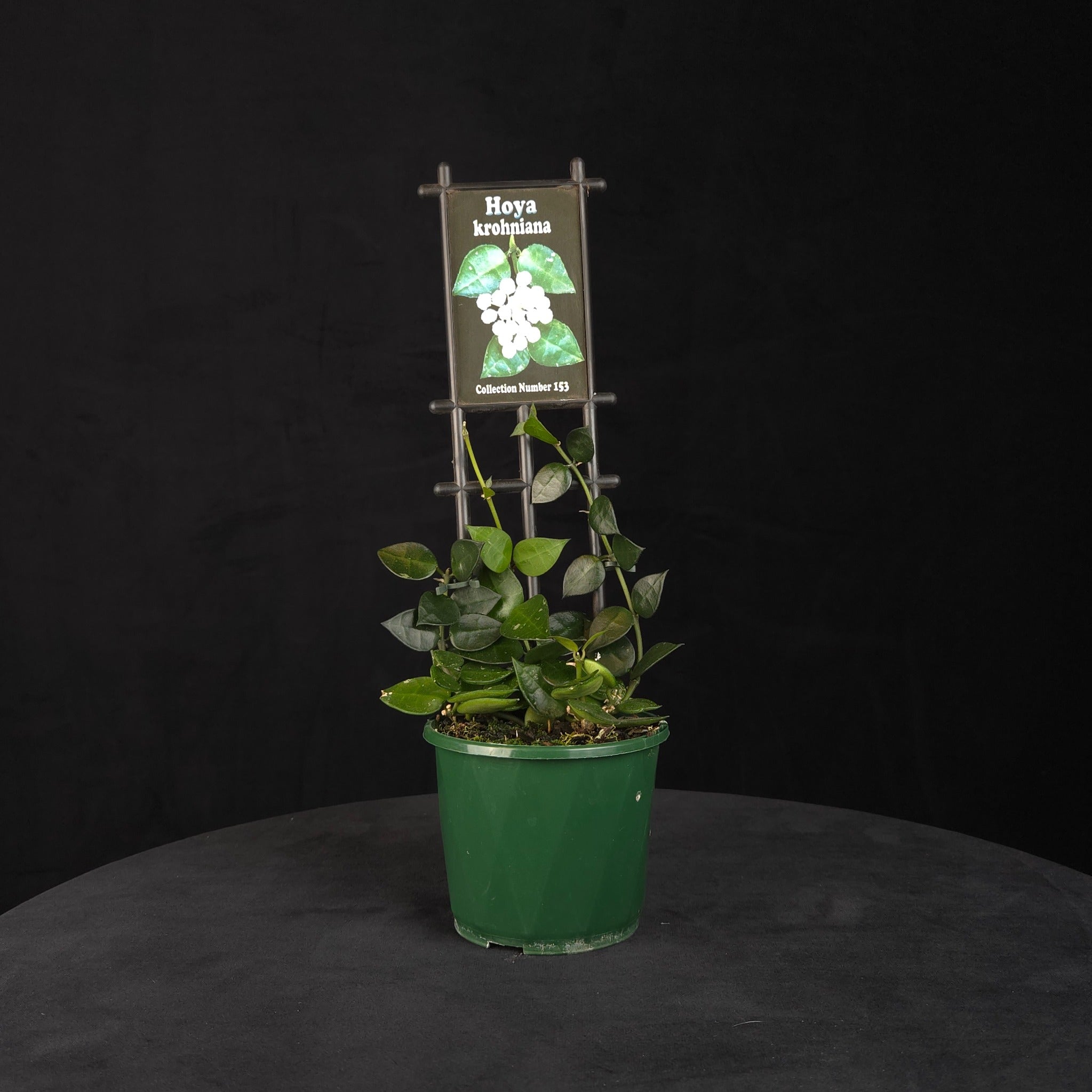Hoya krohniana H153 trailing plant in a green pot