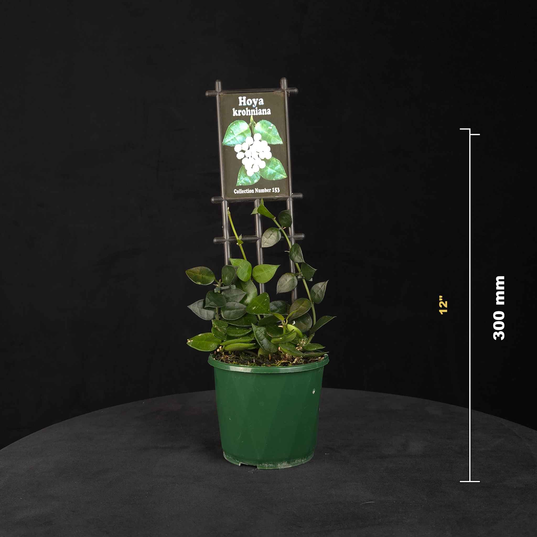 Hoya krohniana H153 potted plant shown with size reference