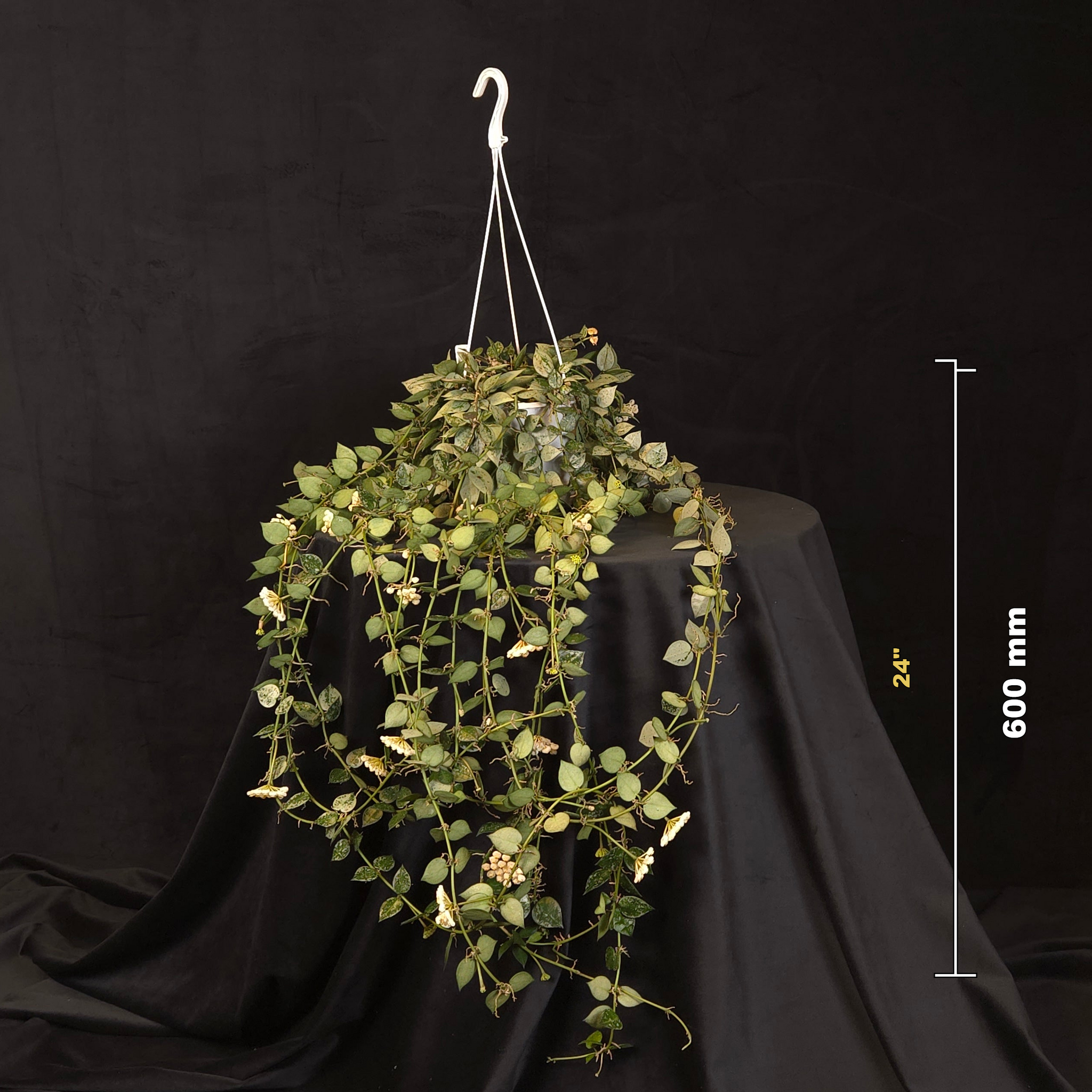 Hoya krohniana ‘Super Silver’ & ‘Eskimo’ H218/H155 mature mixed specimen shown with size reference