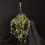Hoya krohniana ‘Super Silver’ & ‘Eskimo’ H218/H155 mature mixed specimen in a hanging basket