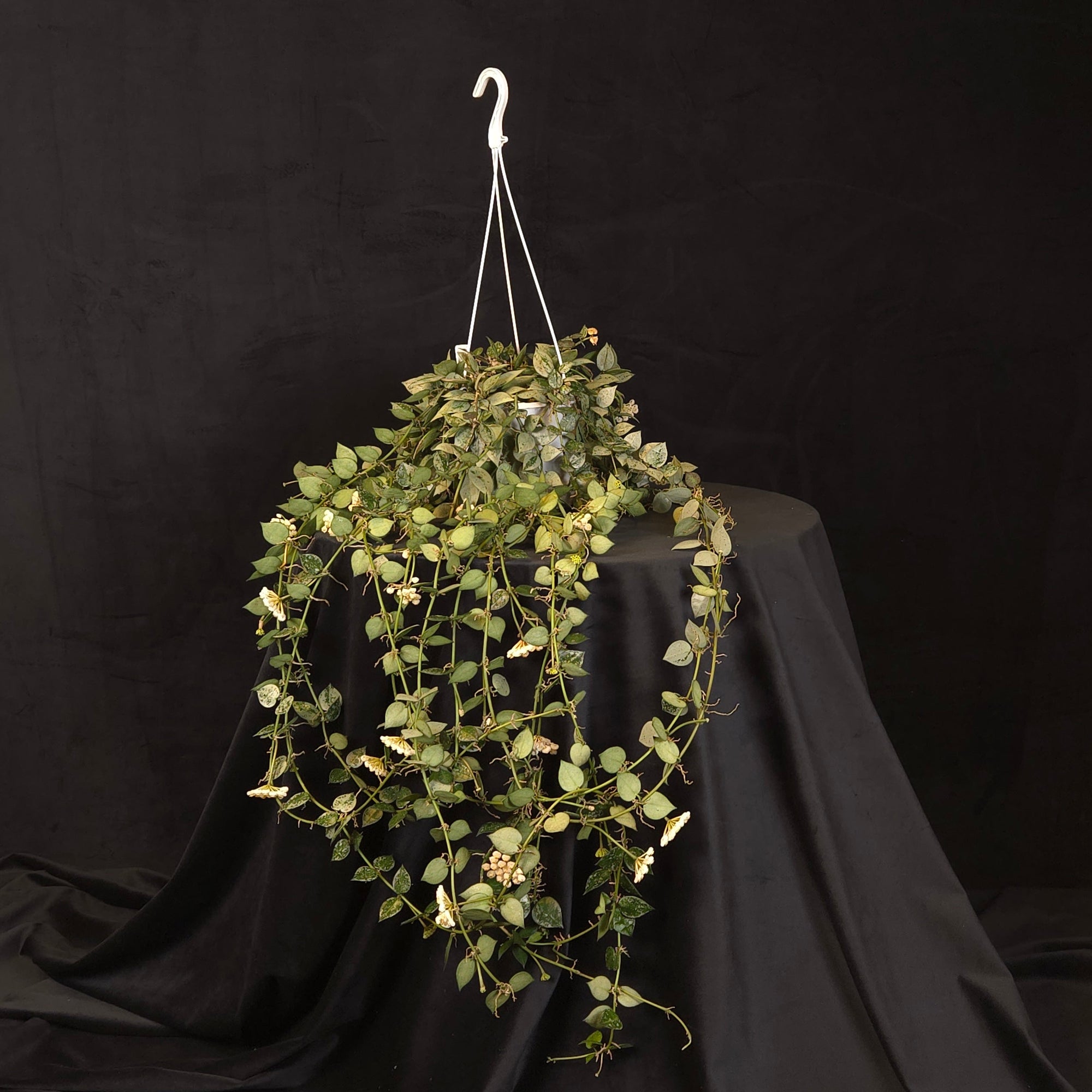 Hoya krohniana ‘Super Silver’ & ‘Eskimo’ H218/H155 mature mixed specimen in a hanging basket