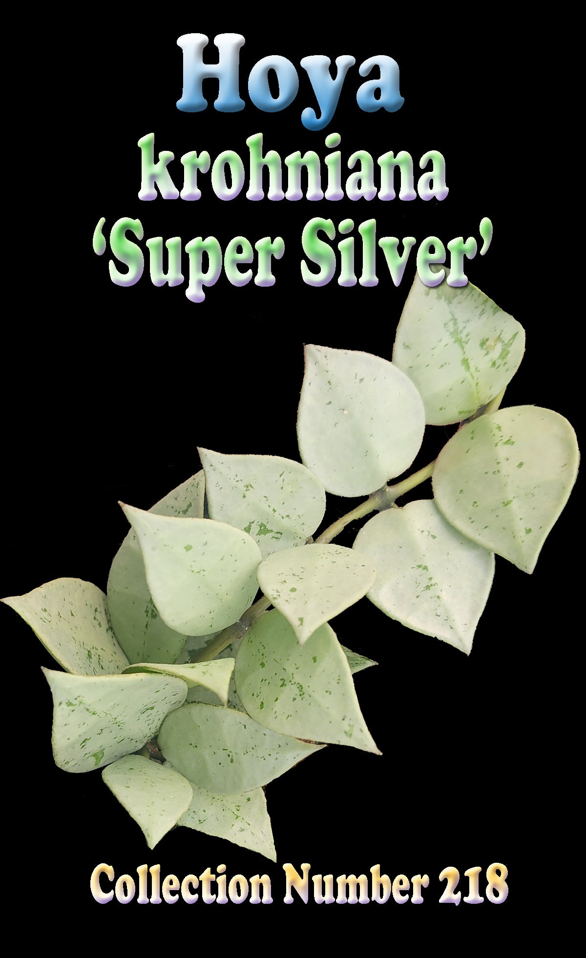 Hoya krohniana Super Silver H218 showing pale silver leaves