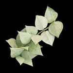 Hoya krohniana Super Silver H218 with heavily silvered foliage