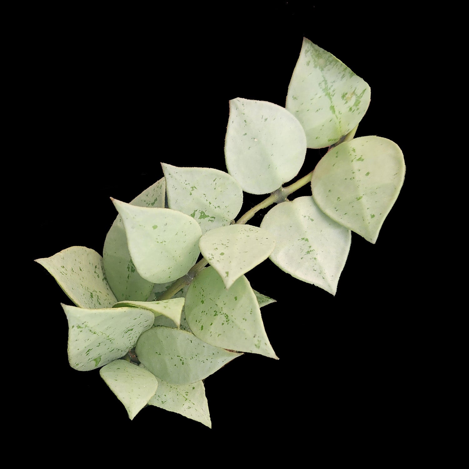 Hoya krohniana Super Silver H218 with heavily silvered foliage