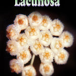 Hoya lacunosa H008 showing clusters of small fuzzy white flowers