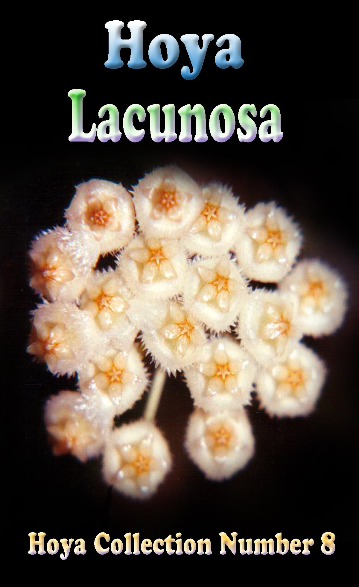 Hoya lacunosa H008 showing clusters of small fuzzy white flowers