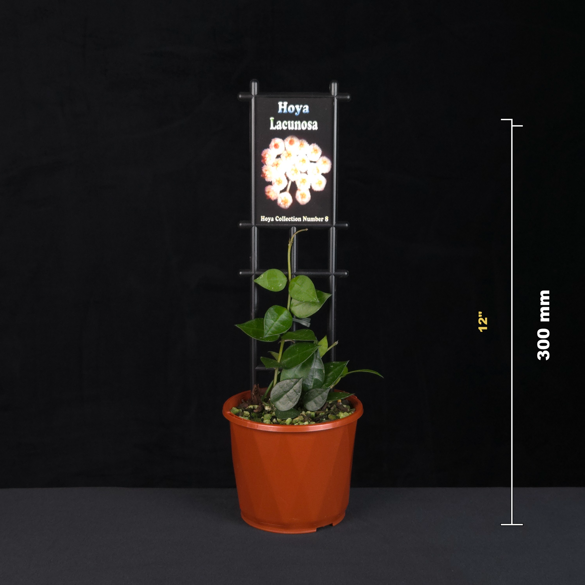 hoya-lacunosa-h008-size-guide