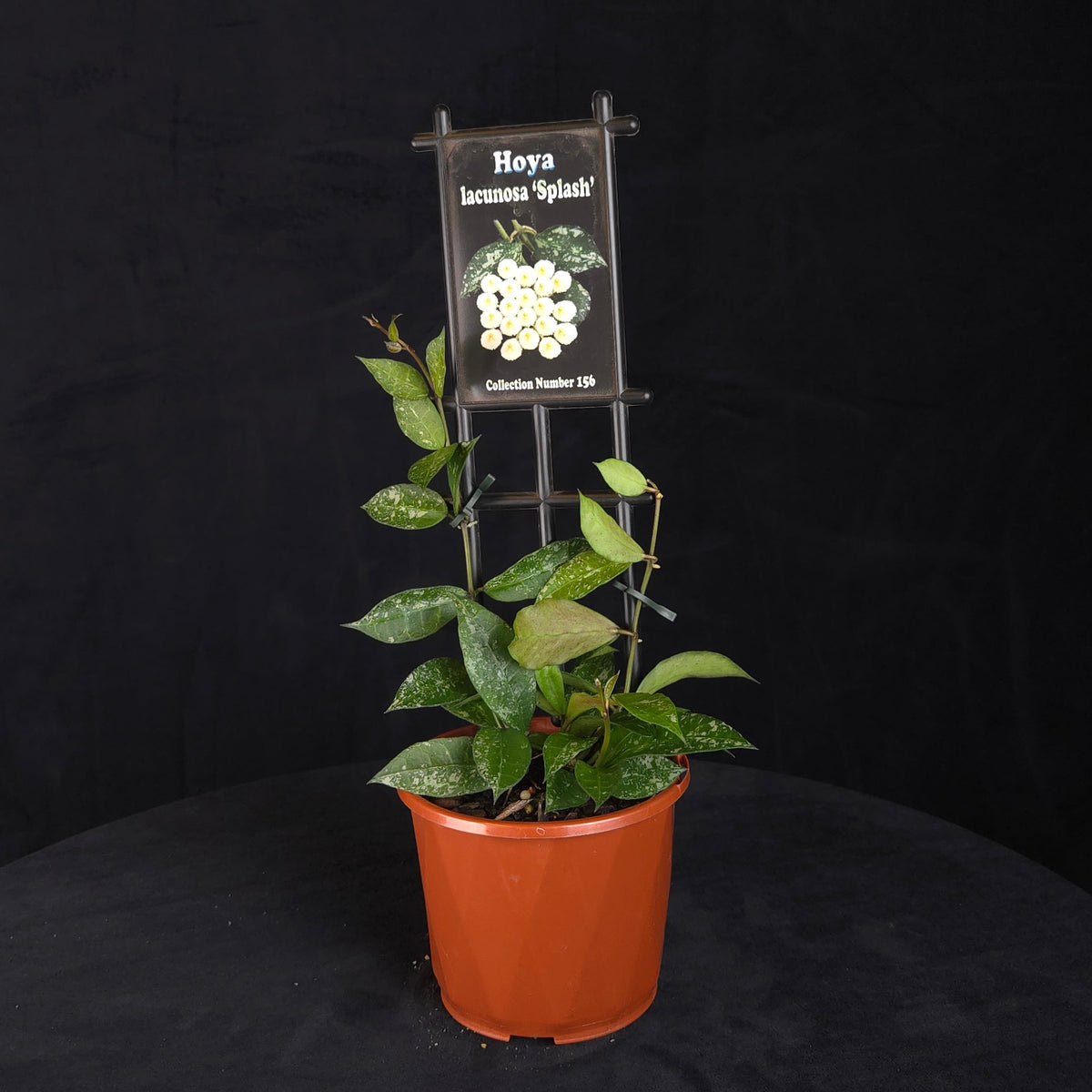 Hoya lacunosa 'Splash' H156 potted plant with trailing patterned foliage
