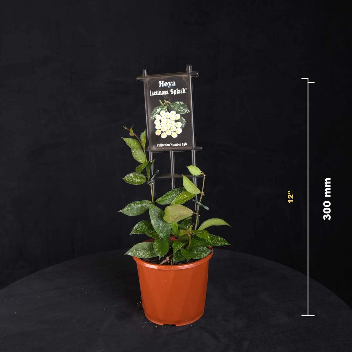 Hoya lacunosa 'Splash' H156 potted plant shown with size reference