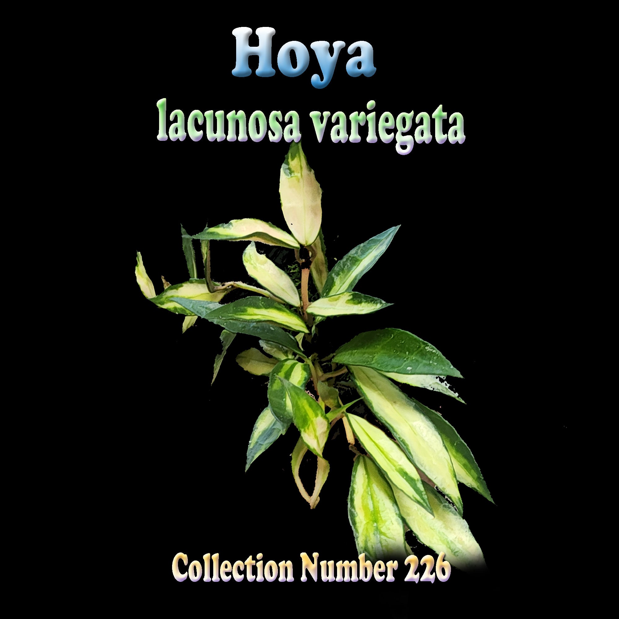 Hoya lacunosa variegata H226 showing cream green variegated leaves