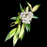 Hoya lacunosa variegata H226 with white flowers and variegated foliage