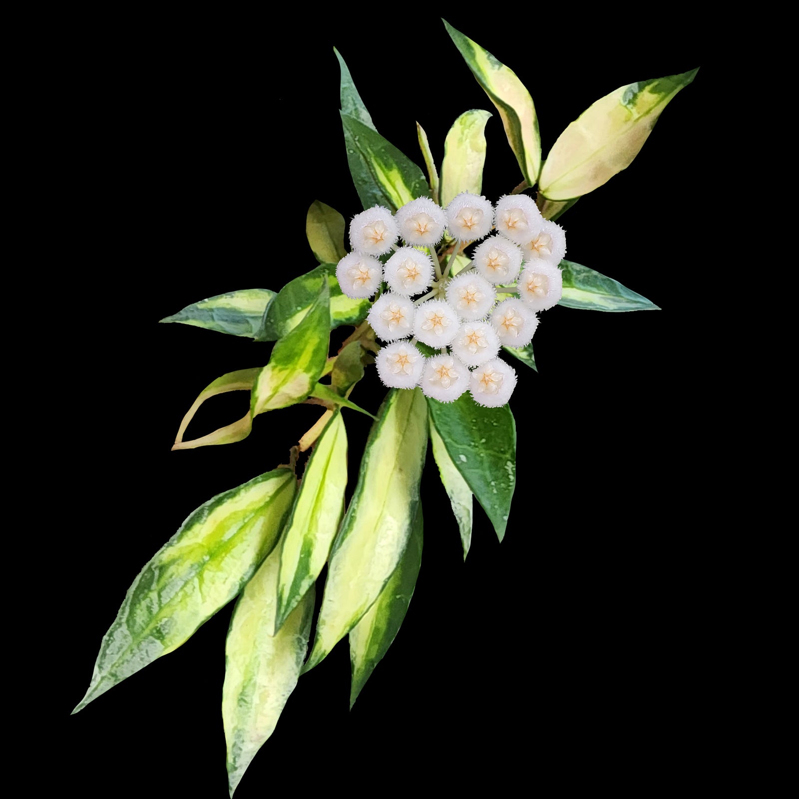 Hoya lacunosa variegata H226 with white flowers and variegated foliage