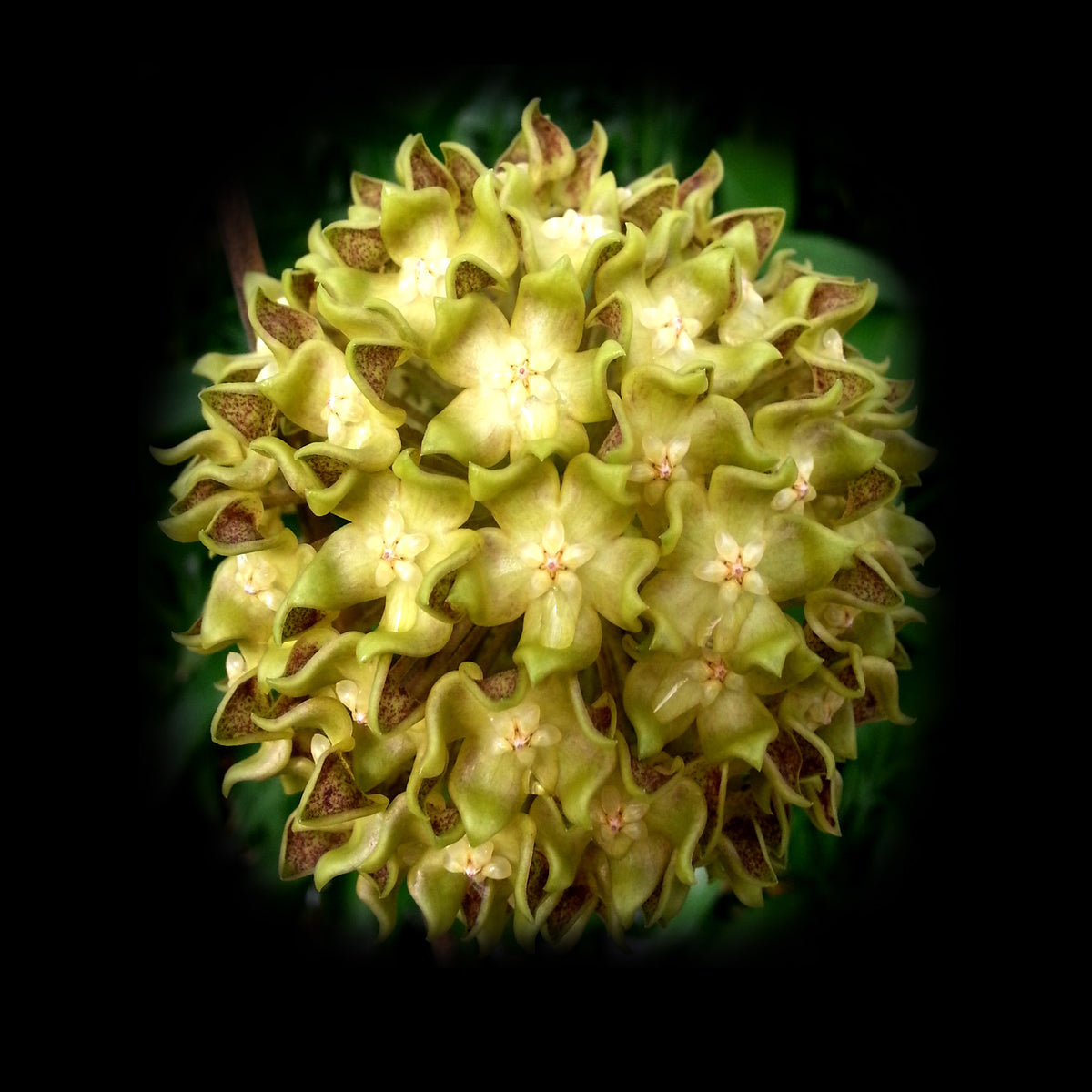 Hoya lambii H097 rounded cluster of pale yellow-green flowers