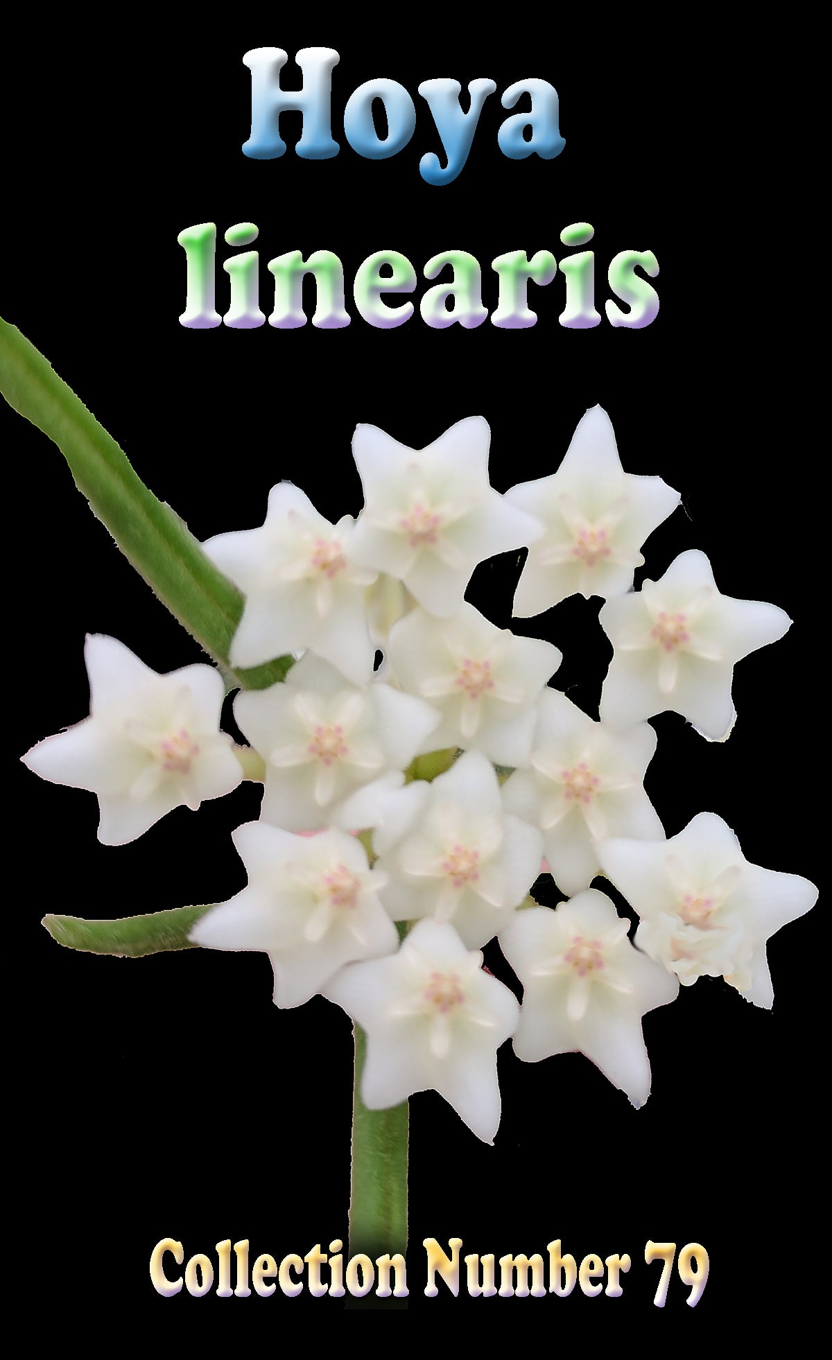 Hoya linearis H079 flower cluster feature image