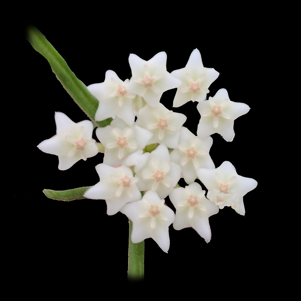 Hoya linearis H079 cluster of white star-shaped flowers