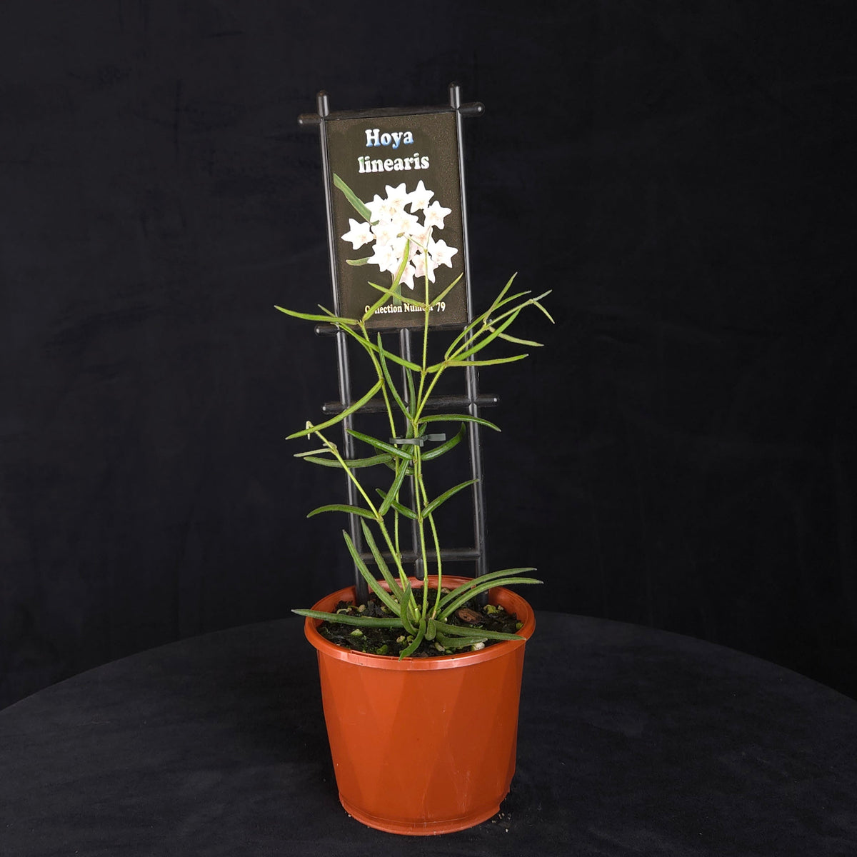 Hoya linearis H079 potted plant with long trailing foliage