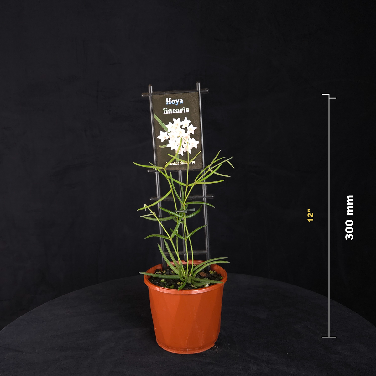 Hoya linearis H079 potted plant shown with size reference