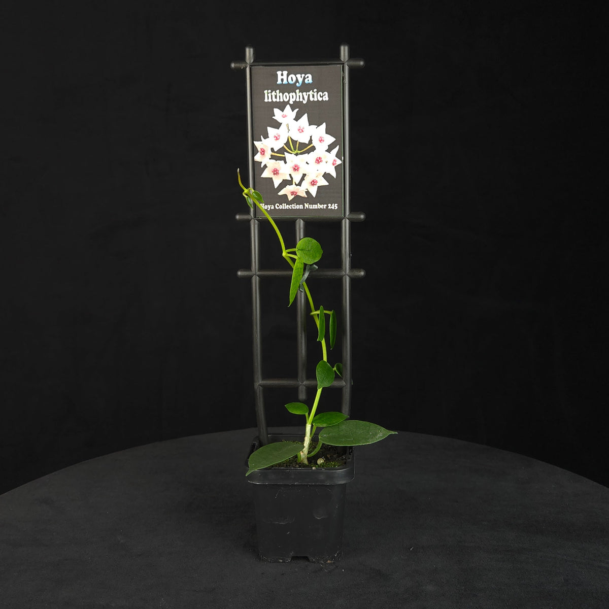 Hoya lithophytica H245 potted plant growing on a black trellis.