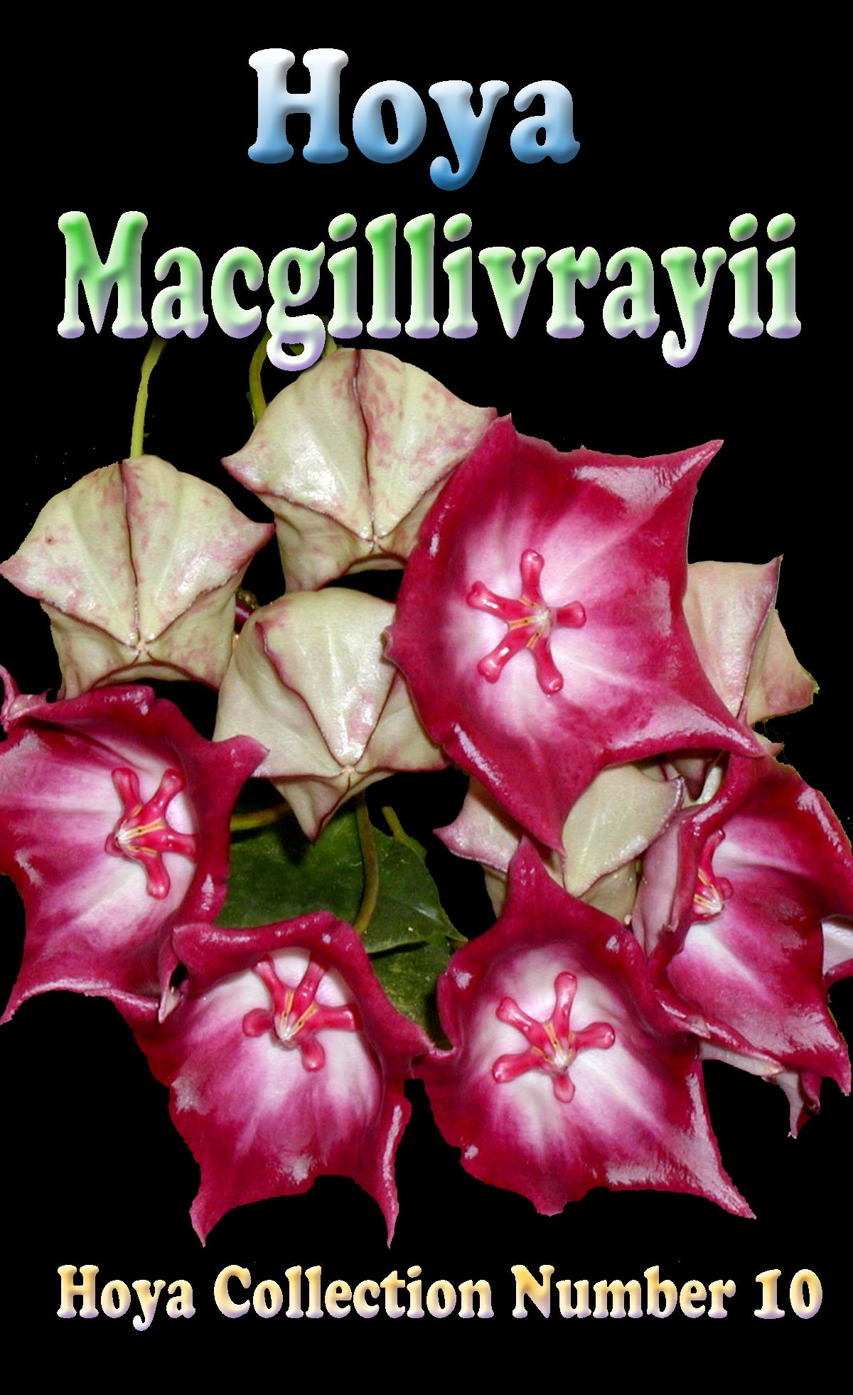 Hoya macgillivrayi H010 showing foliage and large dark flowers