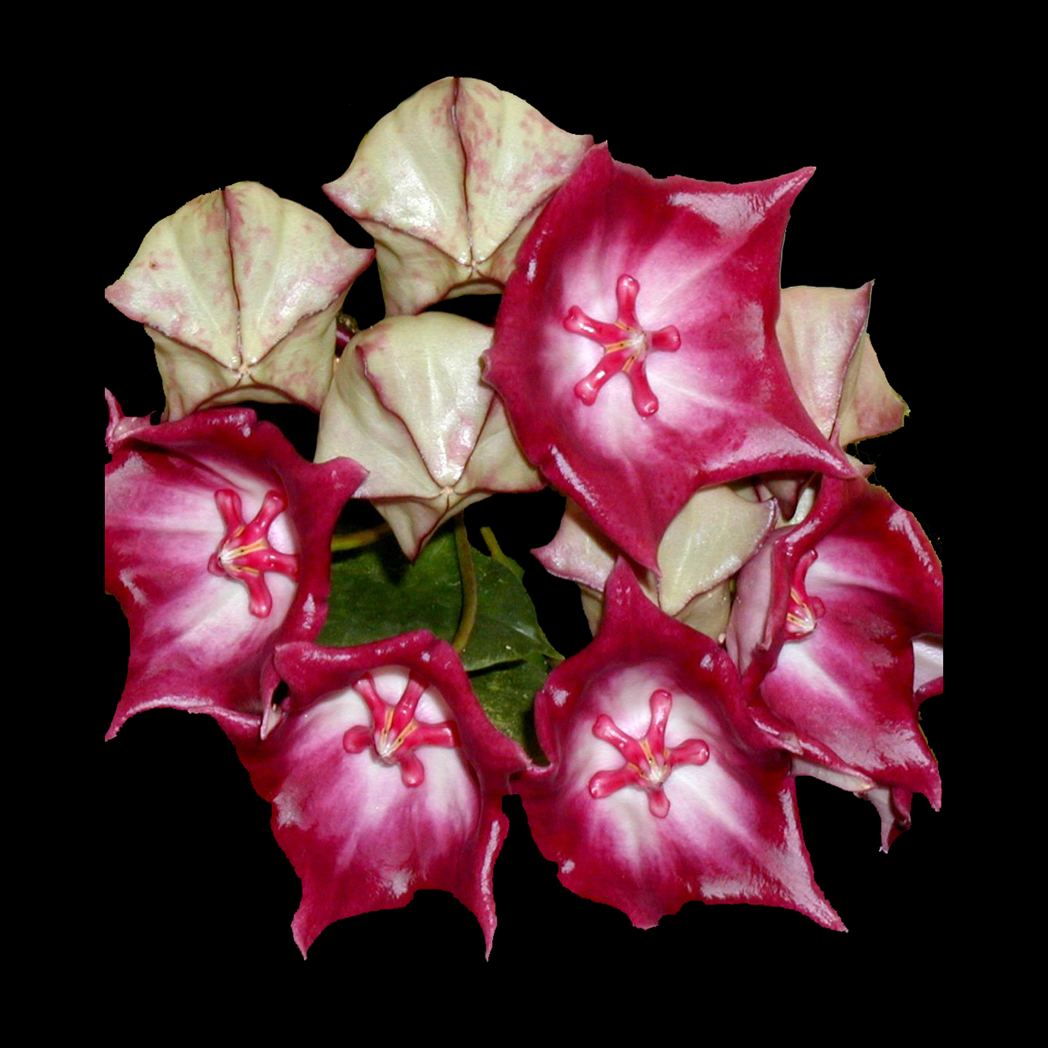 Hoya macgillivrayi H010 with large deep burgundy pink flowers