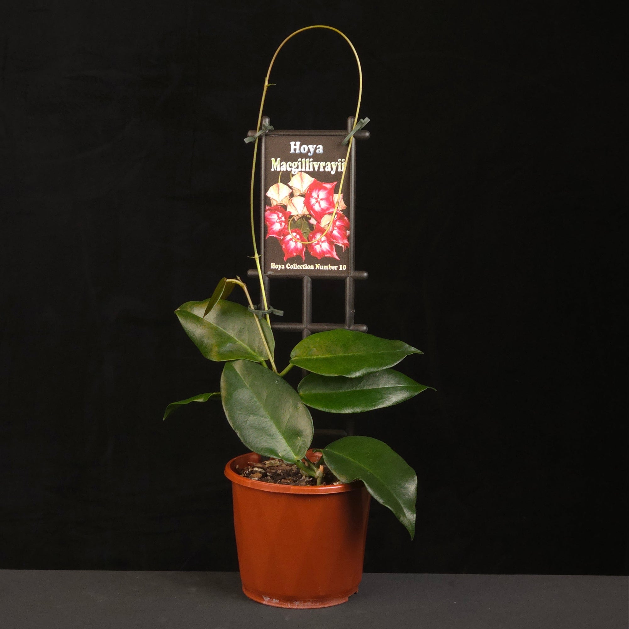 Hoya macgillivrayi H010 growing on support in nursery pot