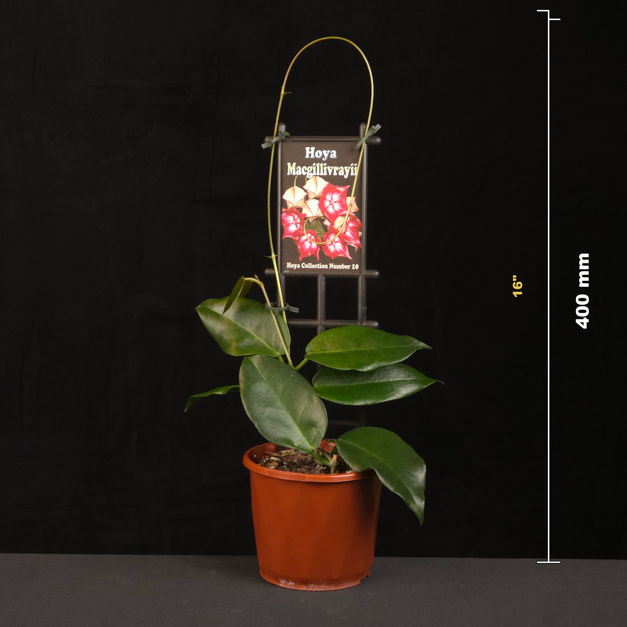Hoya macgillivrayi H010 potted plant shown with size reference